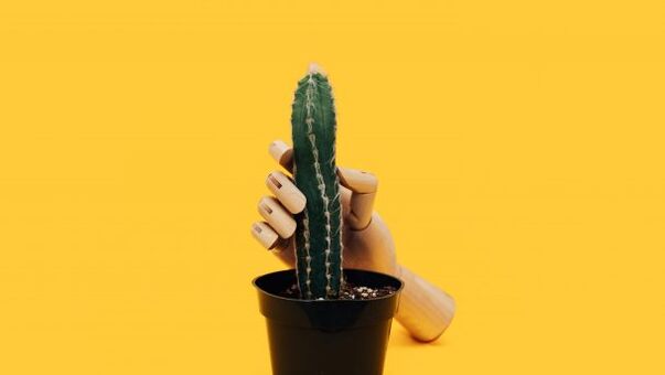 Penisdicke am Beispiel eines Kaktus