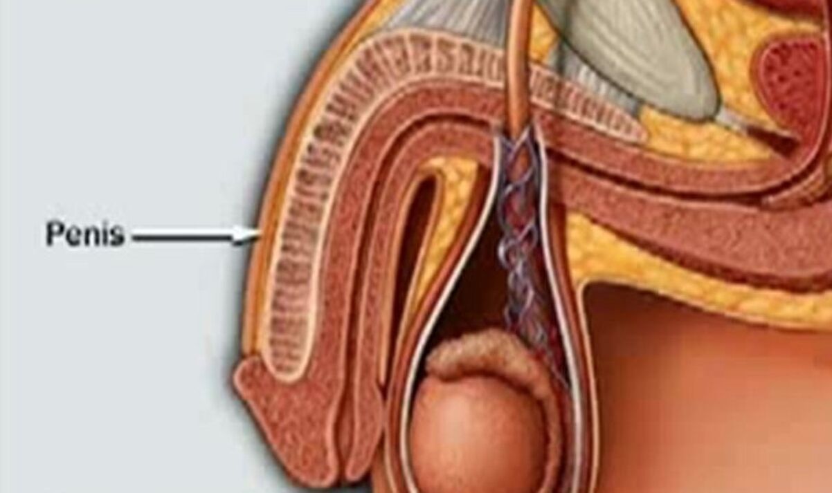 die Struktur des Penis und wie man ihn vergrößert