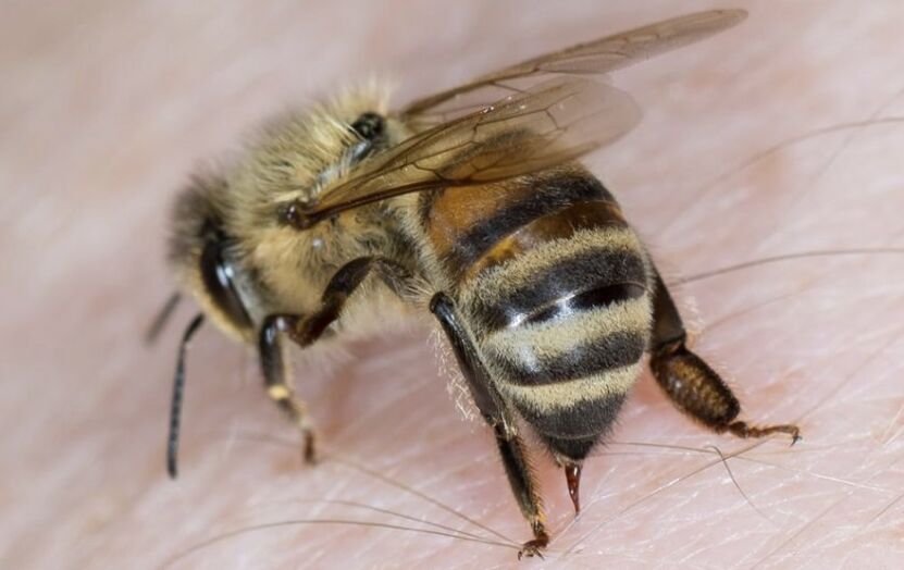 Bienenstiche zur Penisvergrößerung